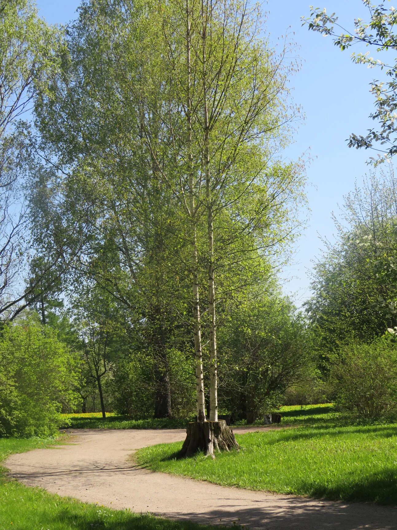 Березки 2 отзывы. Санкт-Петербург Betula. Birch, Санкт-Петербург. Береза в Санкт-Петербурге. Береза в Питере.