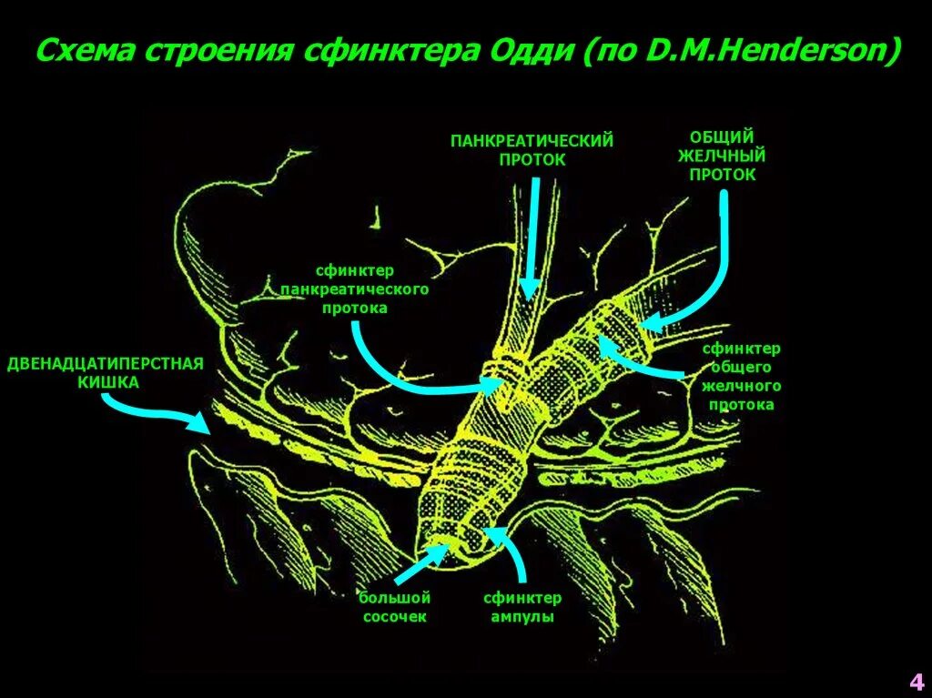 Сфинктер Одди схема. Иннервация сфинктера Одди. Сфинктер Одди строение. Дуоденальный сфинктер.