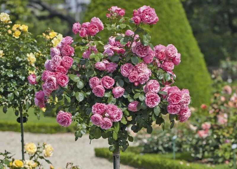 роза леонардо да винчи розовая. роза парковая леонардо да винчи. роза флорибунда леонардо да винчи розовый. леонардо да винчи роза сербия. сорт розы леонардо да винчи.