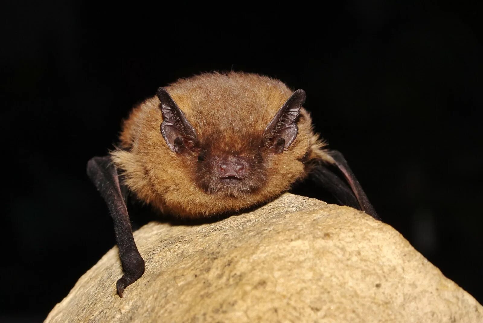 Лесной нетопырь. Нетопырь-карлик pipistrellus pipistrellus. Нетопырь Пигмей. Летучая мышь нетопырь карлик. Нетопырь Натузиуса.