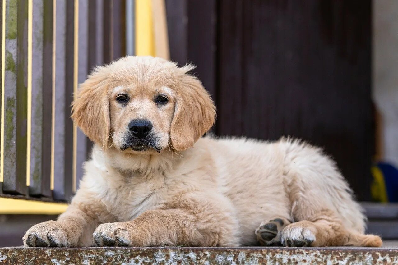 Золотистый ретривер. Золотистый ретривер щенок. Золотистый ретривер / Golden Retriever. Собака золотой ретривер щенок.