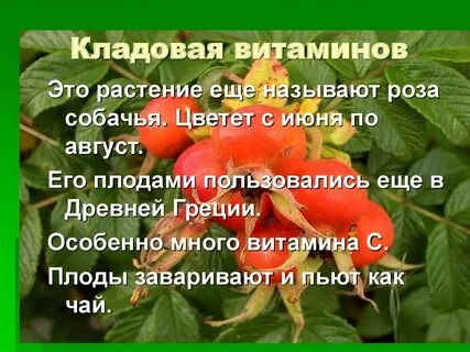 Витамины в плодах растений