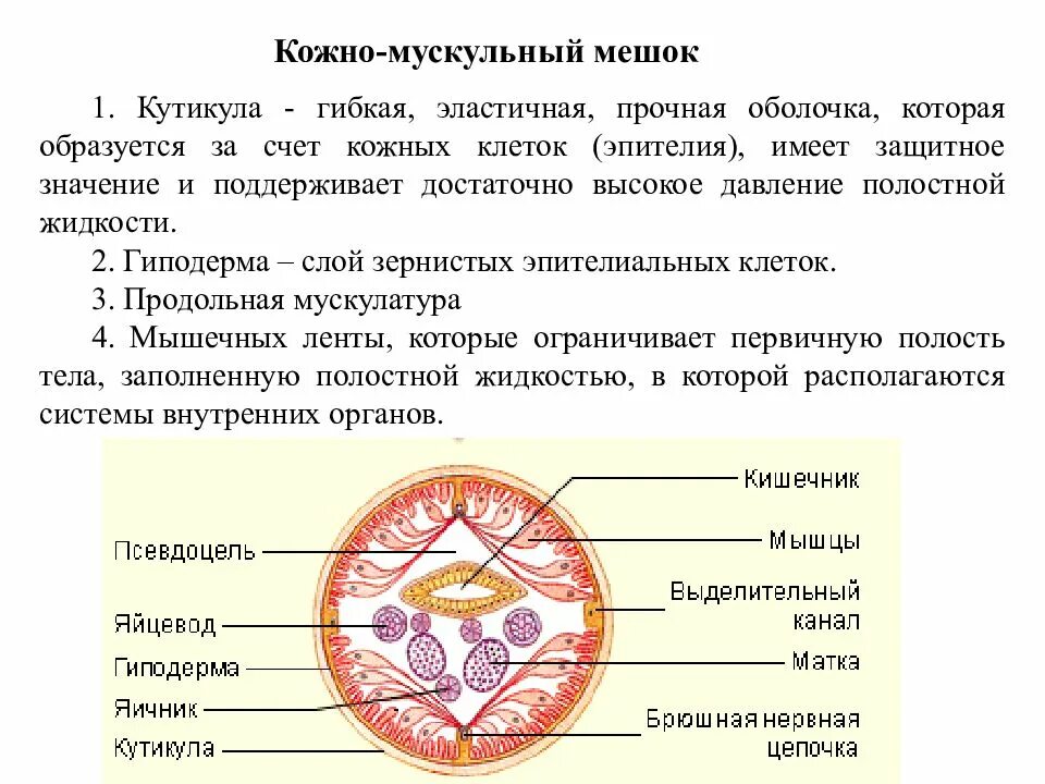 Строение кожно мускульного мешка. Круглые черви строение кожно мускульного мешка. строение кожно мускульного мешка круглых червей. состав кожно мускульного мешка круглых червей. строение кужномускольного мешка.