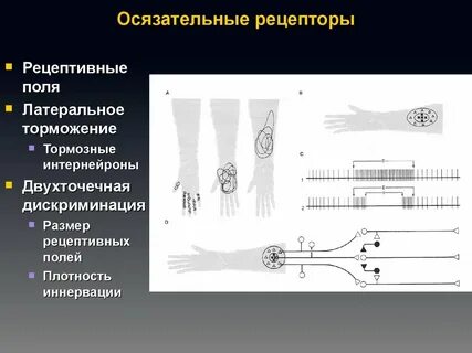 Рецептивное поле