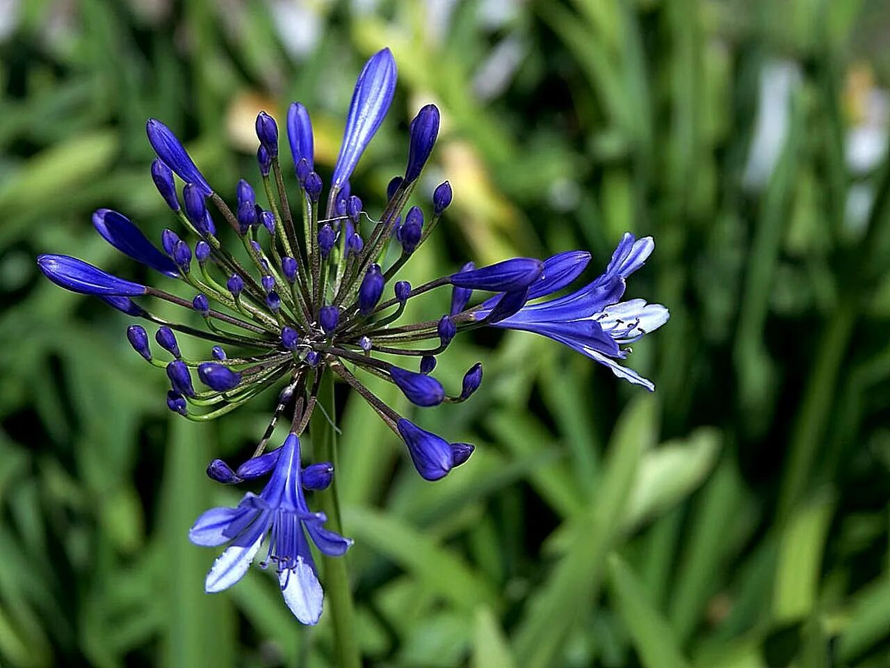 Ядовитое травянистое растение с синими цветами. Флора синяя. Темно-синяя Флора. Полевой цветок голубая кисточка. Чеснок с голубыми цветами травянистое растение.