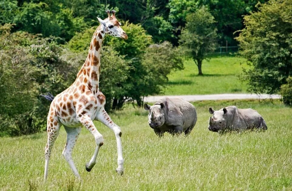 Animal uk. Сафари-парк Великобритания. Сафари парк в Англии. Животный мир Великобритании.