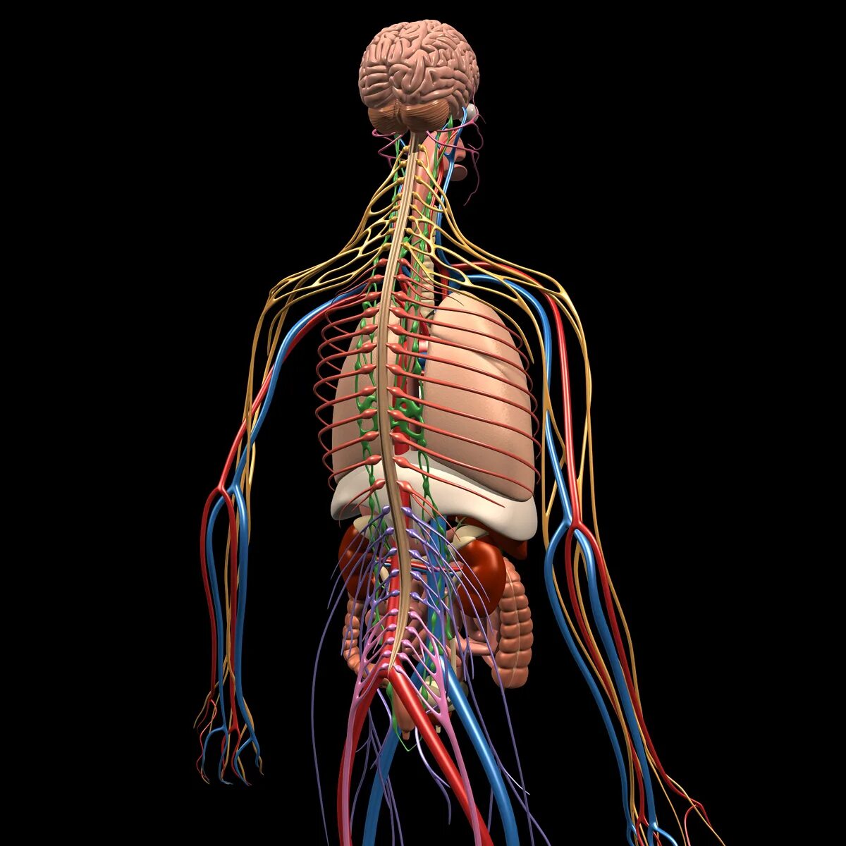 Nervous system brain. Нервная система. Нервная система человека. Нервная система человека анатомия. Анатомия центральной нервной системы.