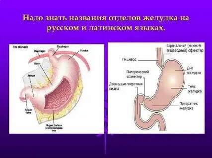 5 отделов желудка