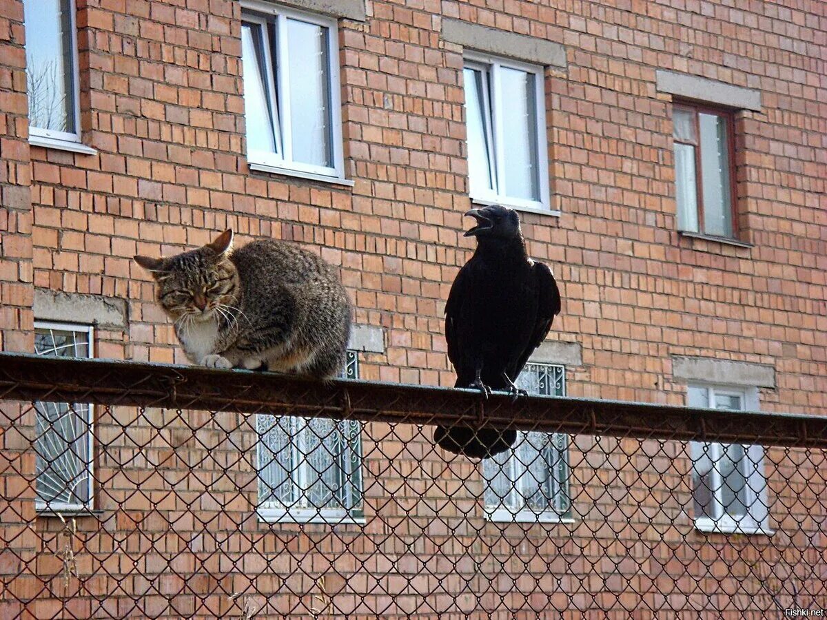 Кот и ворона. Кот на балконе. Вороны и коты. Ворона и кошка. Кот на карнизе