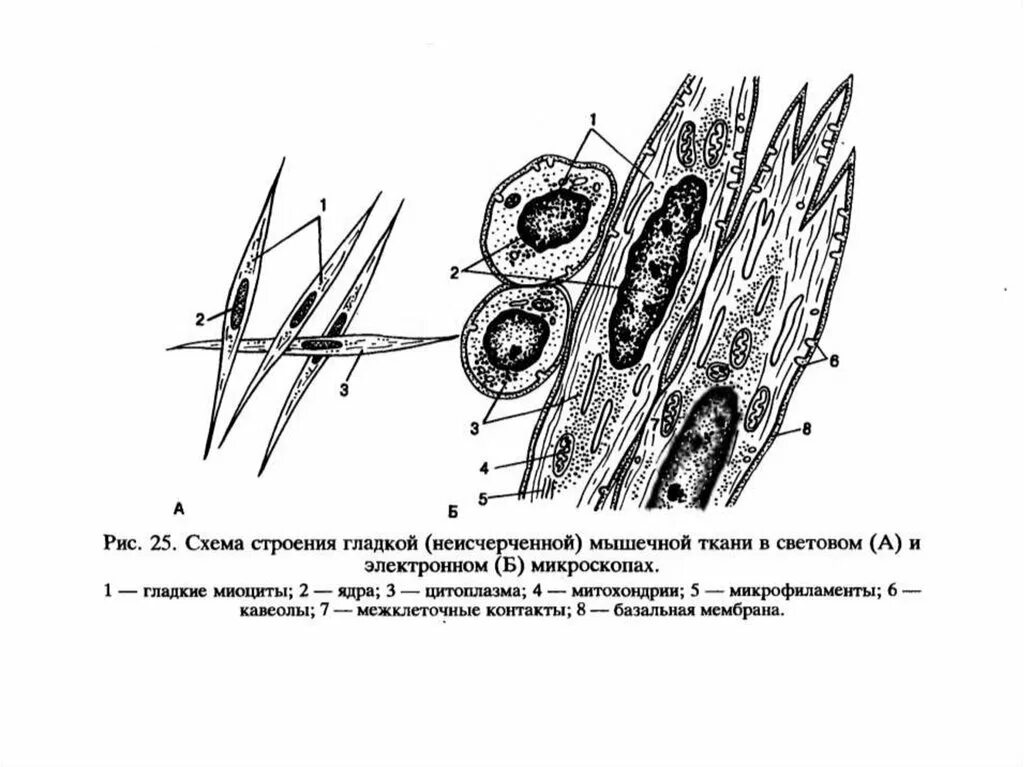 Строение клетки гладкая мышечная ткань. Гладкий миоцит строение гистология. Строение мышечной ткани миоциты. Строение миоцита гладкой мышечной ткани. Гладкая мышечная ткань гистология схема.