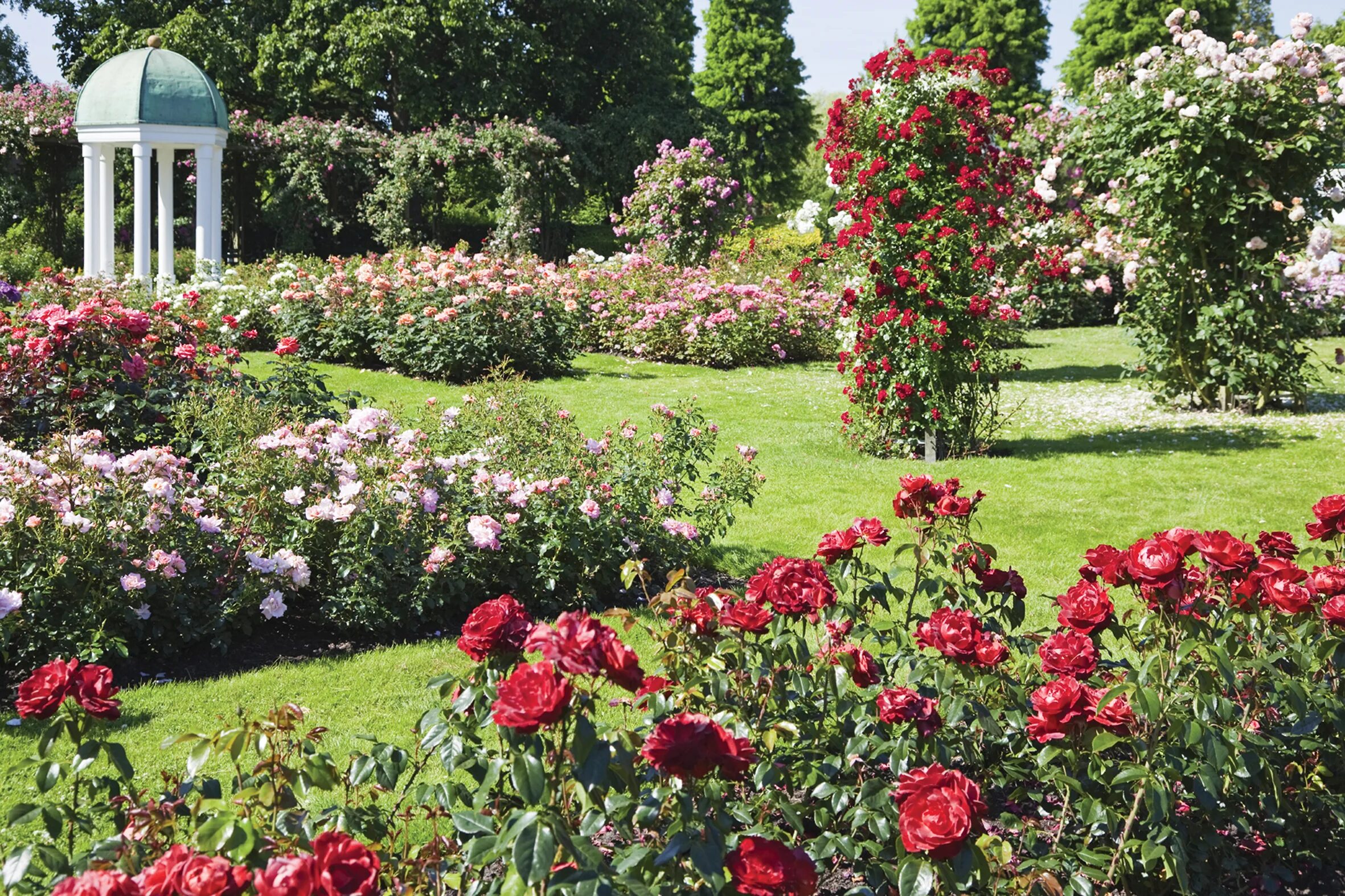 Розы в полный рост. Розарий Багатель. Плетистые розы сады Англии.