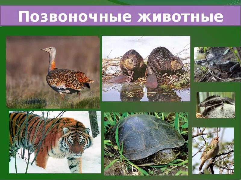 Животные урок 5 класс. Позвоночные животные. Представители позвоночных животных. Многообразие позвоночных. Позвоночные животные в лесу.