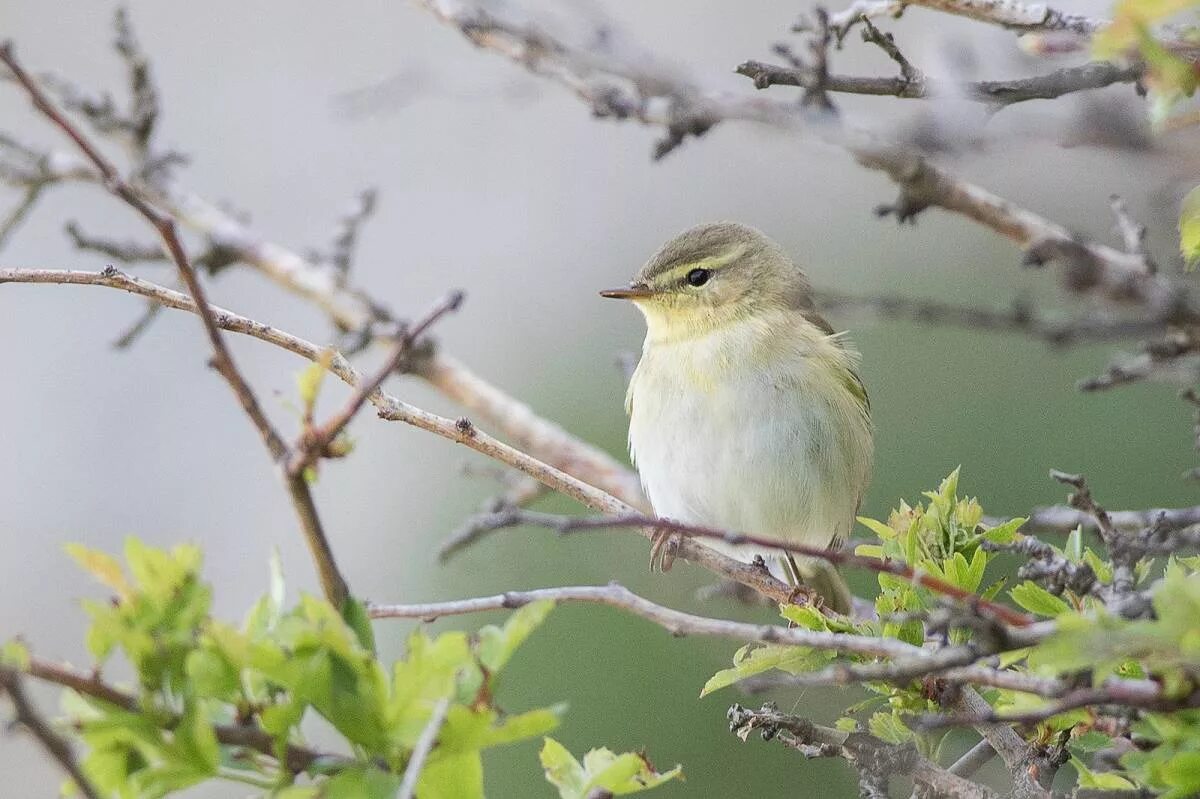 Пеночка-весничка. Phylloscopus trochilus. Белобрюхая пеночка. Пеночка в Крыму. Весничка это