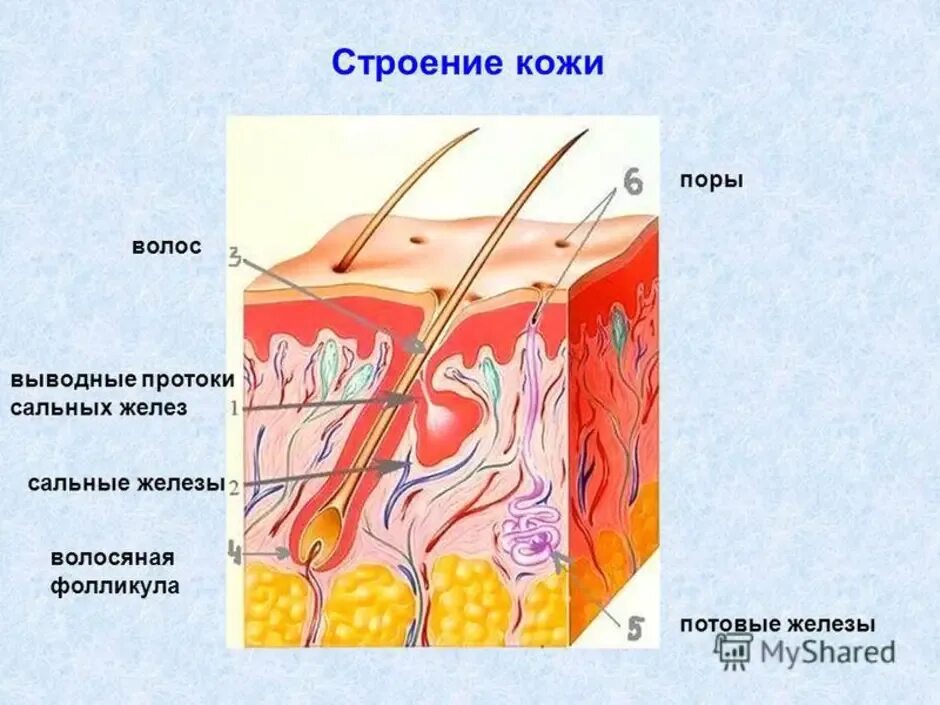 Где расположены корни волос потовые и сальные. Строение кожи человека сальная железа. Железы кожи сальные потовые схема. Строение сальной железы анатомия. Строение сально волосяного фолликула.