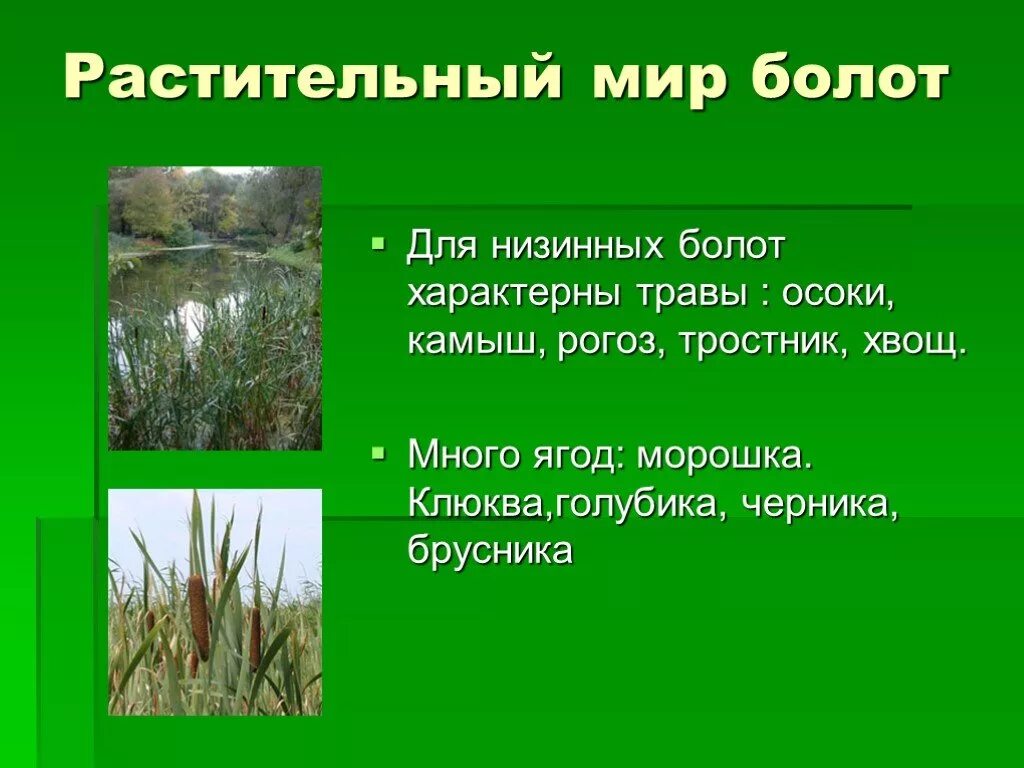 Сообщение про болото. Презентация на тему болото. Сообщение на тему болото. Растения и животные болота. Растительный мир низинных болот.