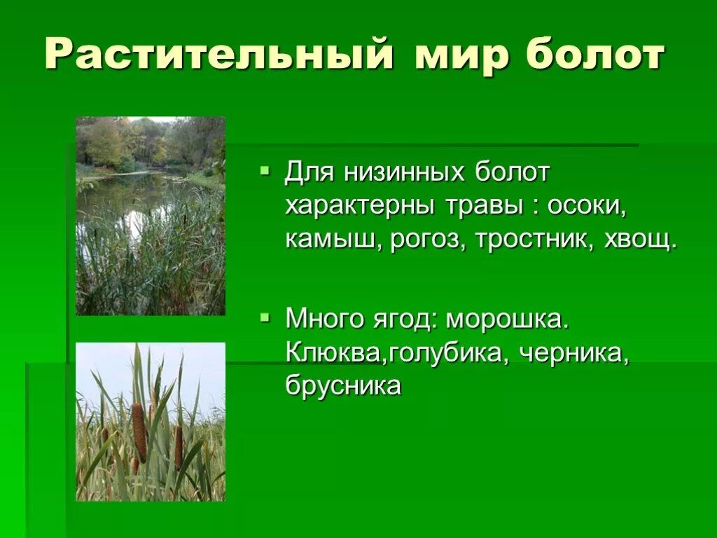 Болото рассказы. Презентация на тему болото. сообщение на тему болото. растения и животные болота. растительный мир болото.