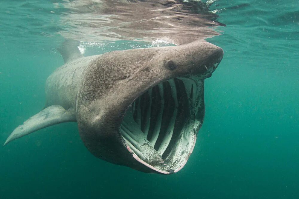 Сама большая акула. Большая акула Cetorhinus Maximus. Баскинг Шарк. Баскинг Шарк акула. Гигантская акула (basking Shark).