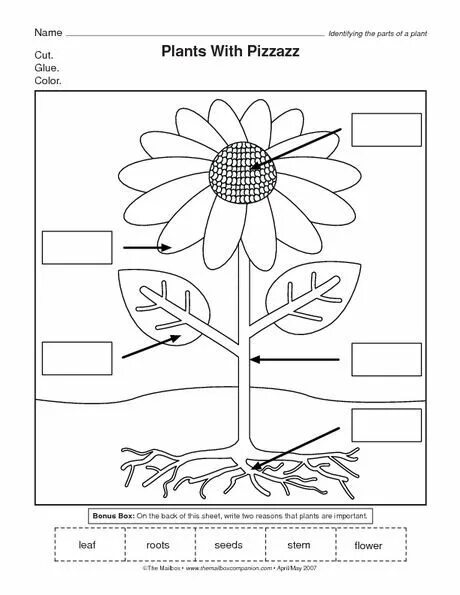 Plants task. Цветы рабочий лист для дошкольников. Рабочий лист комнатные растения. Схема комнатного растения для дошкольников. Растения Worksheets for Kids.