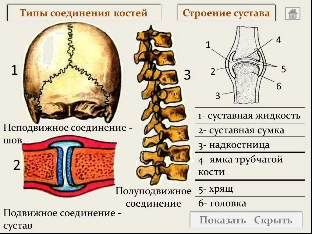 Обратите внимание на соединение костей между собой. Тип соединения костей 1. неподвижное 2. подвижное 3. полуподвижное. Полуподвижные соединения костей схема. Полуподвижное соединение костей строение. Соединение костей человека биология 8 класс.