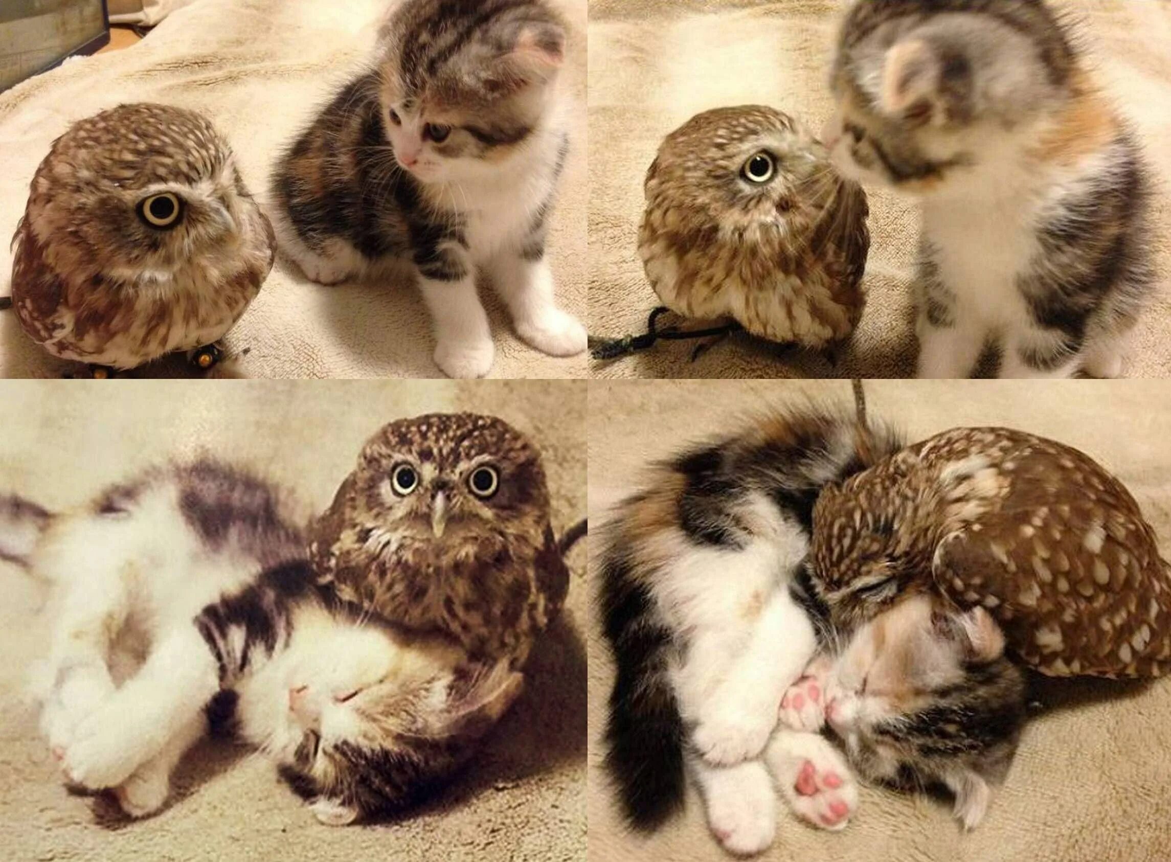 Сова ми ми ми. Совенок и котенок. котики и совята. котики милота. кошка сова.