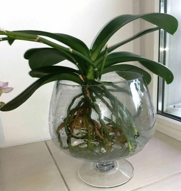 Орхидея без земли. Орхидея фаленопсис без грунта. Орхидея фаленопсис в гидрогеле. Орхидеи в стеклянных вазах.