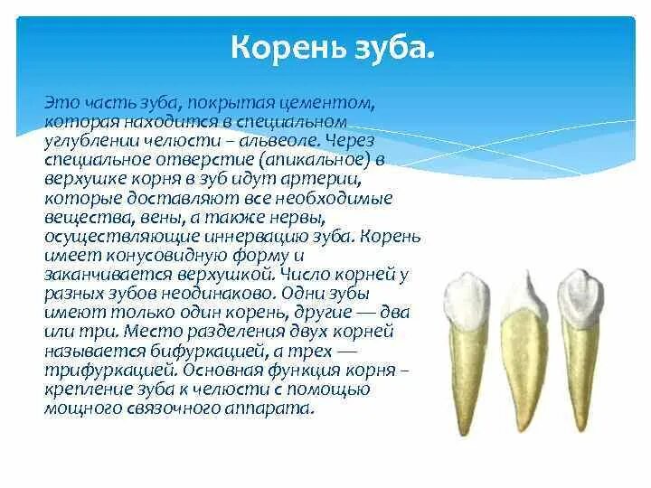 Характеристика корня зуба. Корень зуба расположен в.