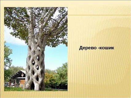 Дерево информации