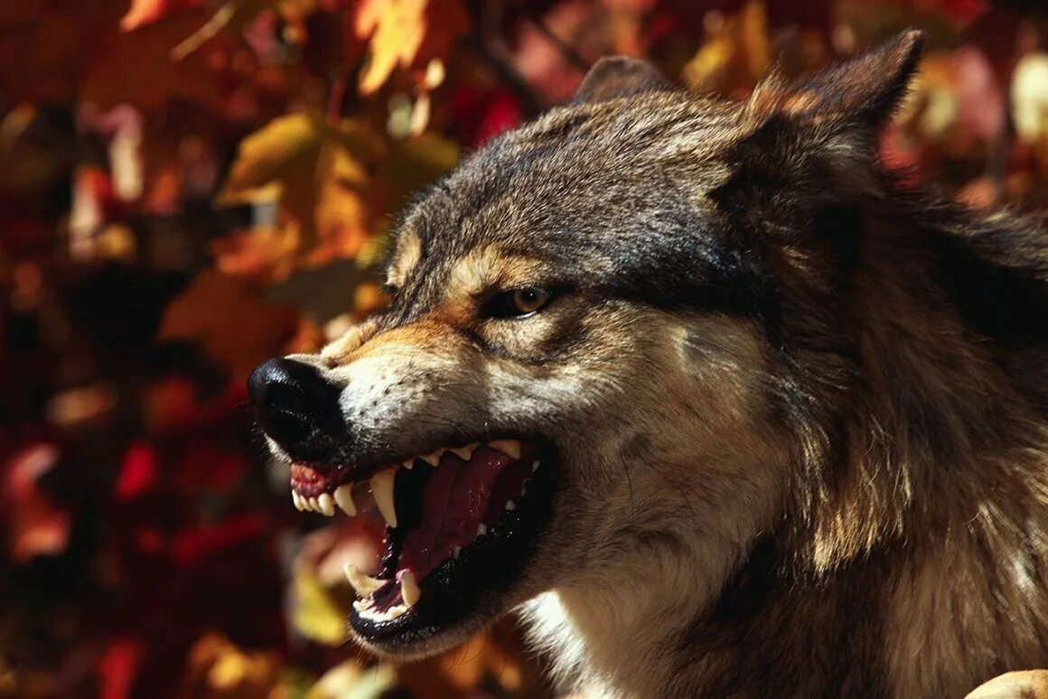 Пасть серого волка. Волкособы оскал. Волчий оскал оскал. Оскал волка. Морда волка скалится.