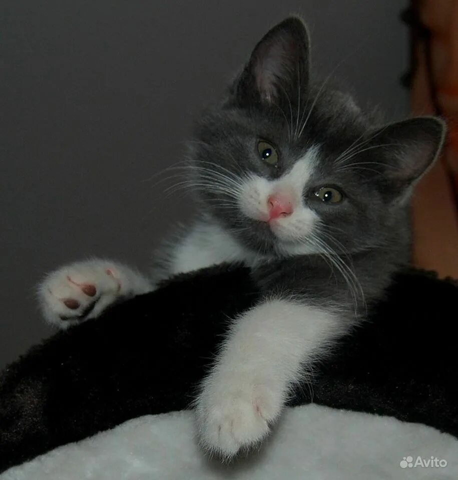 Коты с белыми лапками. Серо-белый котёнок. бело серый котенок. серый котенок с белыми лапками. котята серо белого цвета.