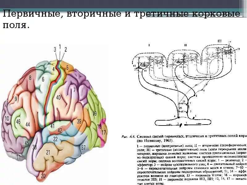 Вторичные поля мозга. Первичные вторичные и третичные корковые поля. Первичные вторичные и третичные поля Бродмана. Функции третичных полей коры головного мозга. Первичные вторичные и третичные поля головного мозга по Лурия.