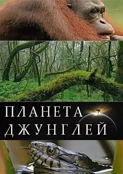 Планета джунглей все. Планета земля джунгли. Планета джунглей все. Планета джунглей передача. Планета джунглей передача обложка.