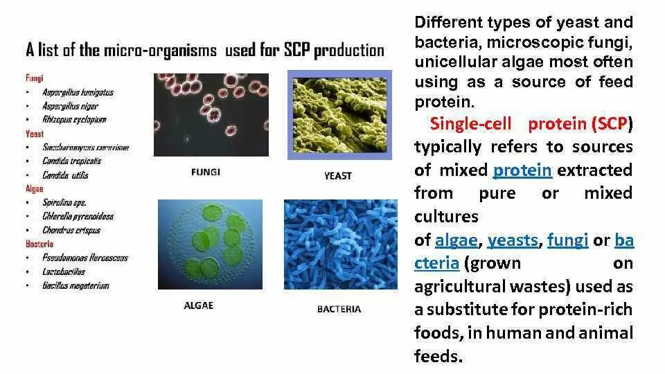 Тест вирусы 5 класс. Бактерия erysipelothrix rhusiopathiae. Бактерии из рода Rhodococcus. Бактерия erysipelothrix rhusiopathiae при разных формах течения. Фунги тест микробиология.