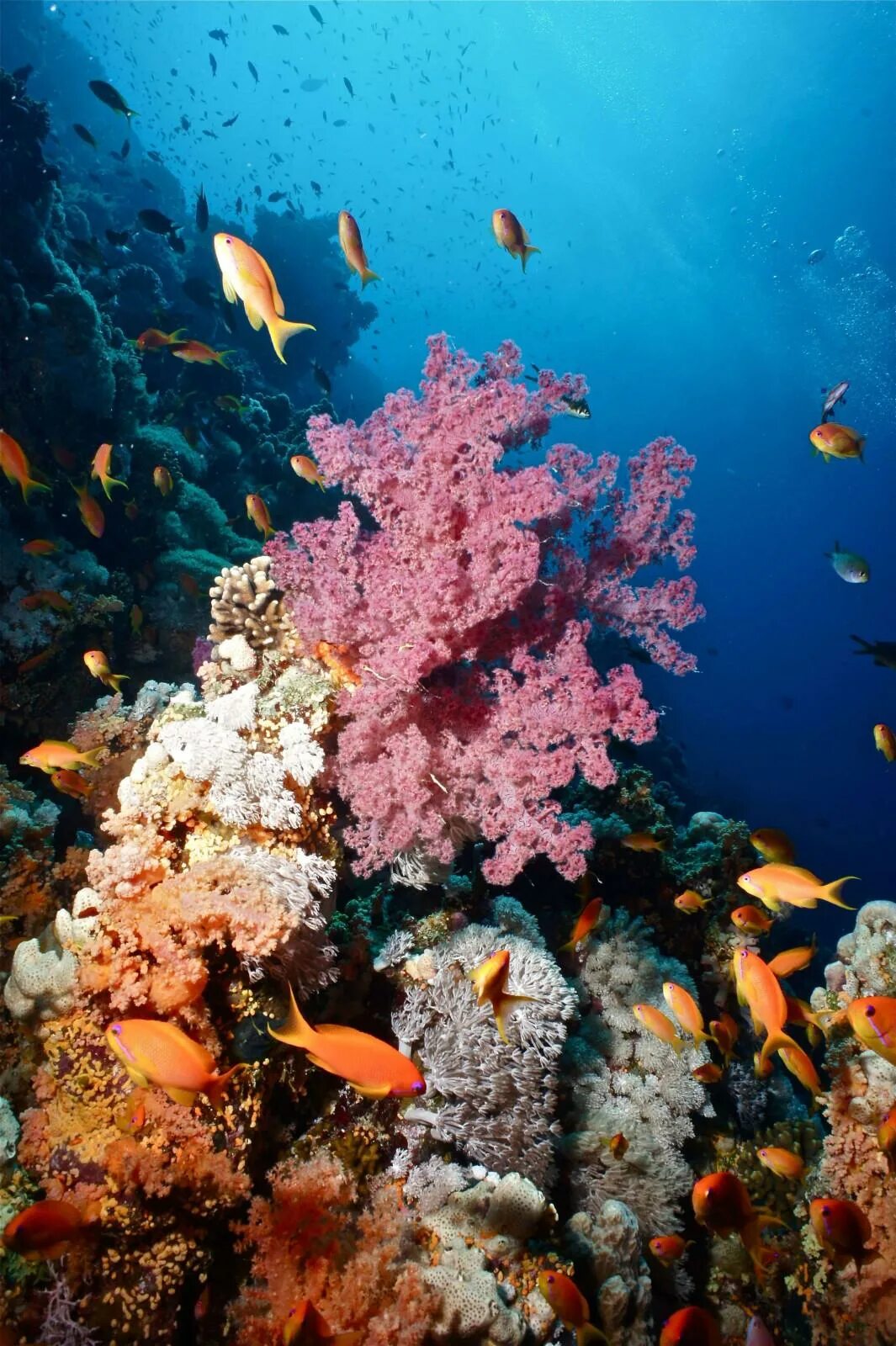 Красное море считается самым. Подводный мир египта хургада. Красное море считается самым. Риф шарм-эль-шейх. Риф шарм-эль-шейх.