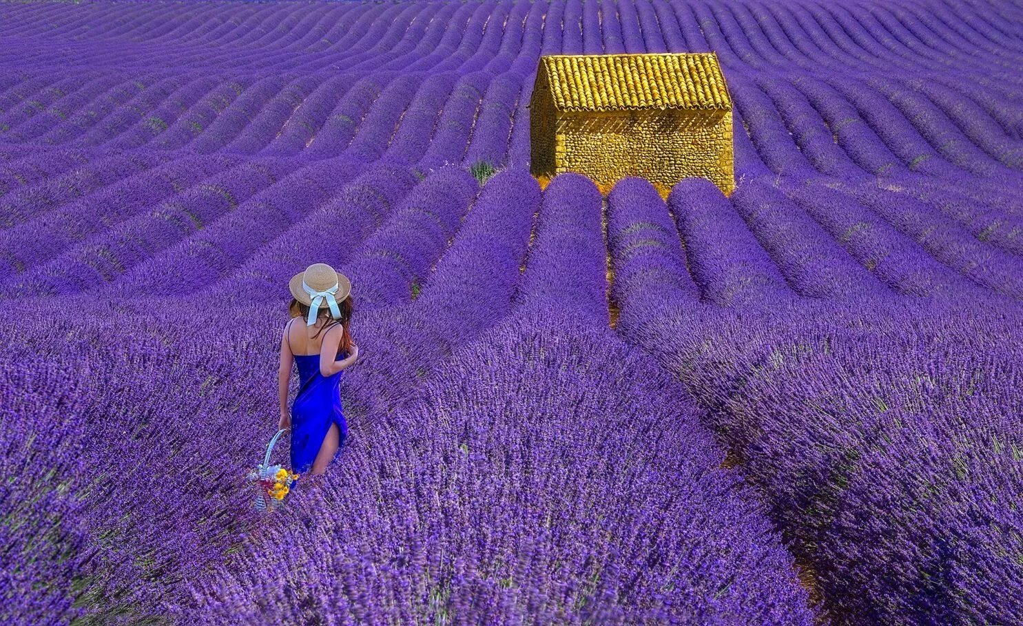 Когда цветут лавандовые поля. Когда цветут лавандовые поля. Когда цветут лавандовые поля. Лаванда бахчисарай. Лавандовые поля в крыму 2023.