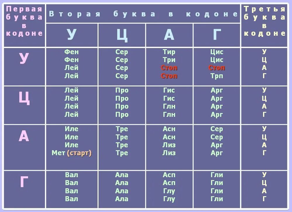 Таблица генетического кода в триплетах ИРНК. Таблица генетического кода ДНК И РНК. Таблица триплетов генетического кода и РНК. Таблица генетического кода по биологии 9 класс. Лей про сер арг ала