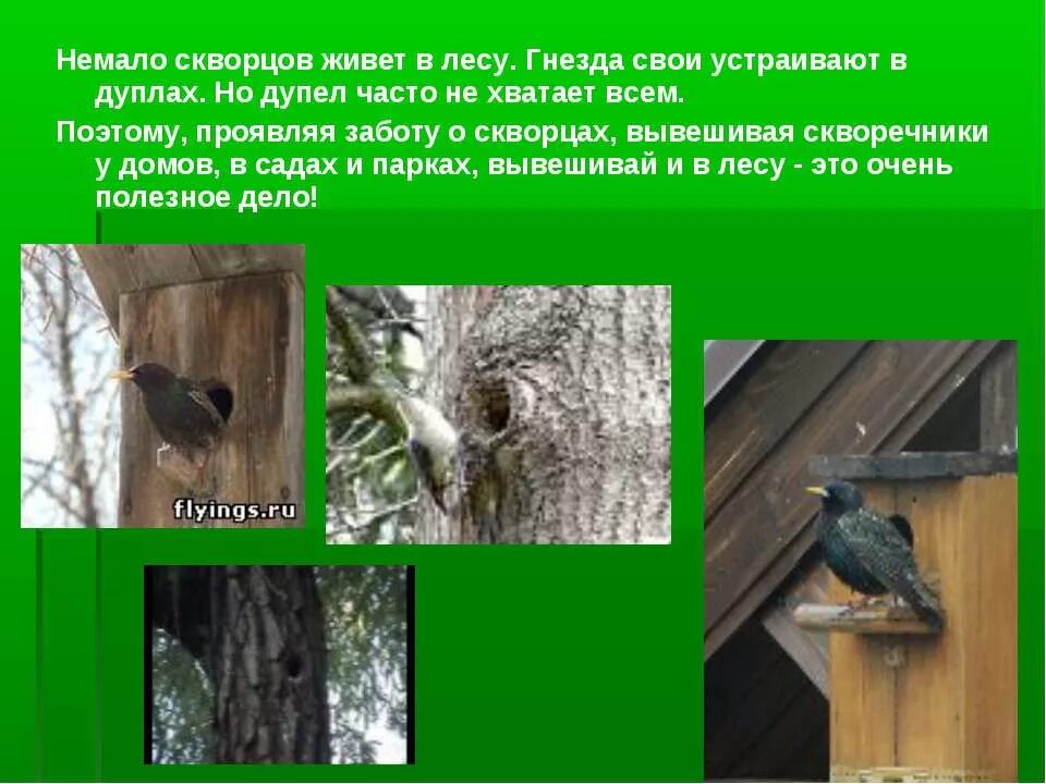 Почему скворец. Почему скворец. Скворец в полете. Вслед за грачами прилетают скворцы. Почему скворец.