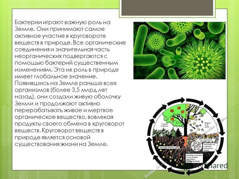 Роль микроорганизмов в жизни общества