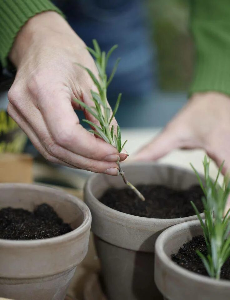 Посадка розмарина семенами. Розмарин гревилла. Посадка розмарина семенами. Розмарин из семян. Розмарин кустовой.