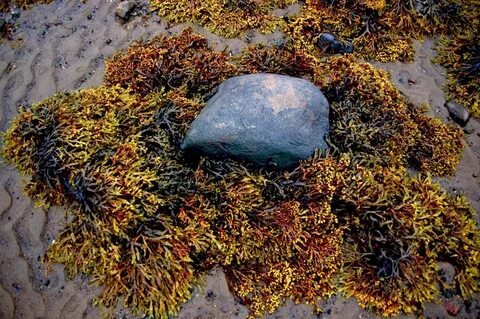 Бурые водоросли белого моря