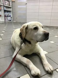 Собачий прием