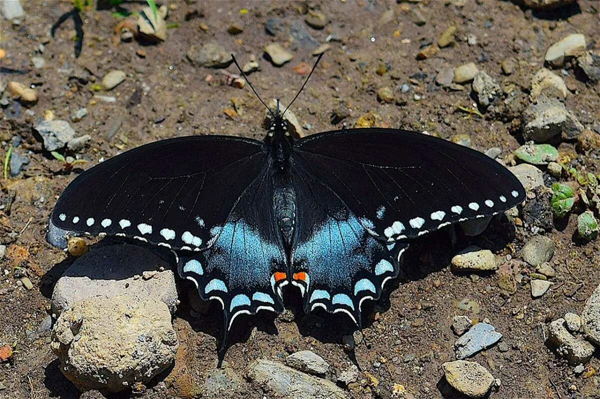 Синий Махаон бабочка. Черный Махаон бабочка. Баттерфляй Блэк. Черная бабочка с голубыми пятнами. Бабочка черный рынок