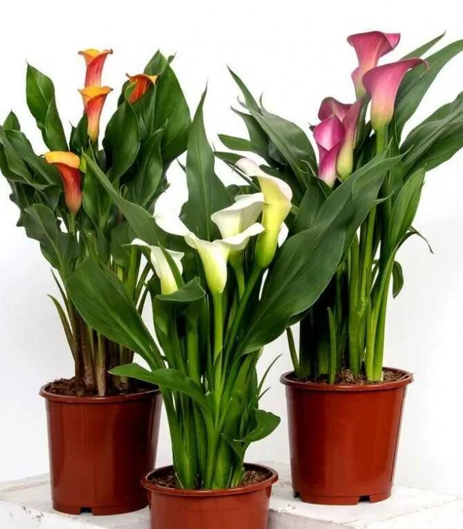 Калла Зантедеския. Зантедеския Zantedeschia. Зантедеския (Калла) (Zantedeschia). Aethiopica Калла.