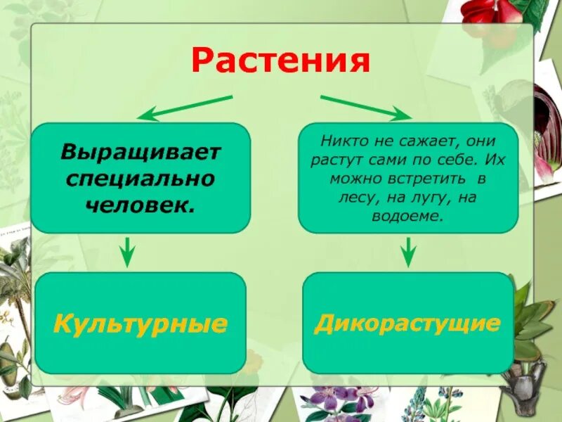 Распределите культурные растения по группам. Культурные растения. Культурные кустарники. Культурные растения выращивает человек. Дикие и культурные растения.