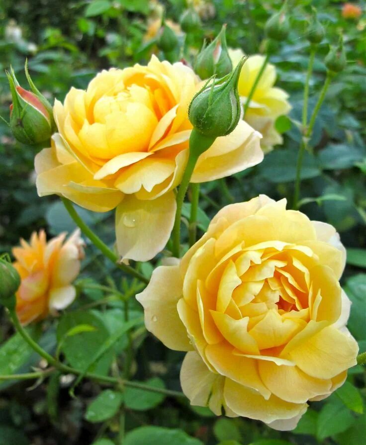 Английские розы желтого цвета сорта фото English rose 'Charlotte' Hybrid tea roses, David austin roses, English roses
