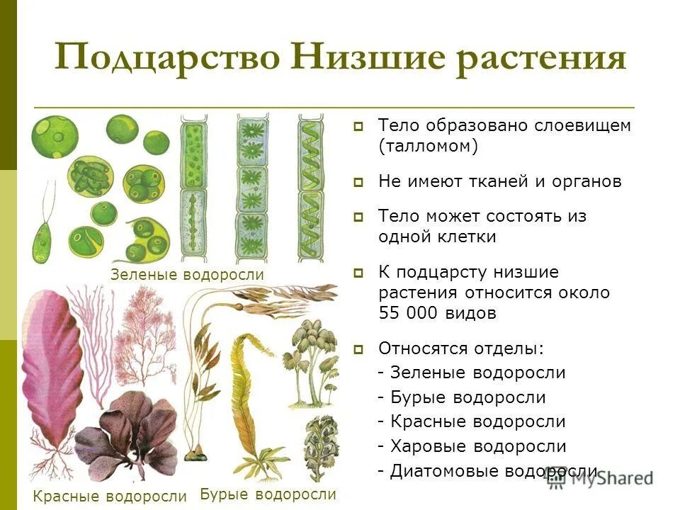 Покрытосеменные одноклеточные. Царство растения Подцарство низшие растения. Низшие растения. Водоросли низшие растения. Строение низших растений.