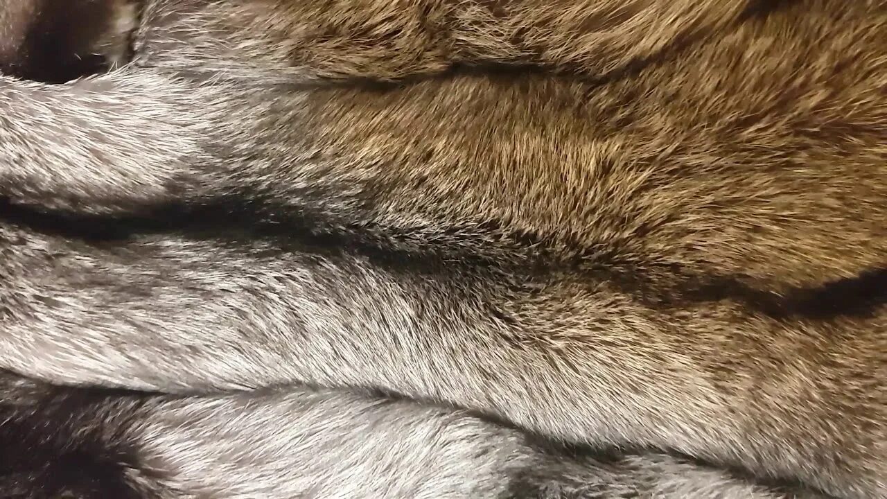 Мех какого животного самый дорогой. Шкурка чернобурки. чернобурка мех какого животного.