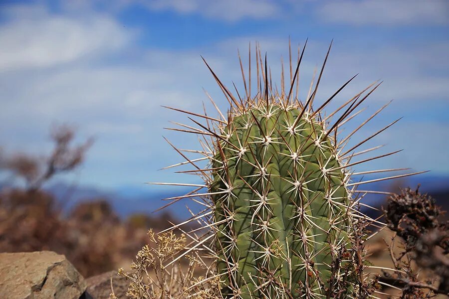 опунция цилиндрическая. этапы роста кактуса. рассказ о кактусе. кактус влажность воздуха. каптусы яснытковые.
