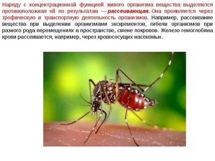Вещество на насекомом