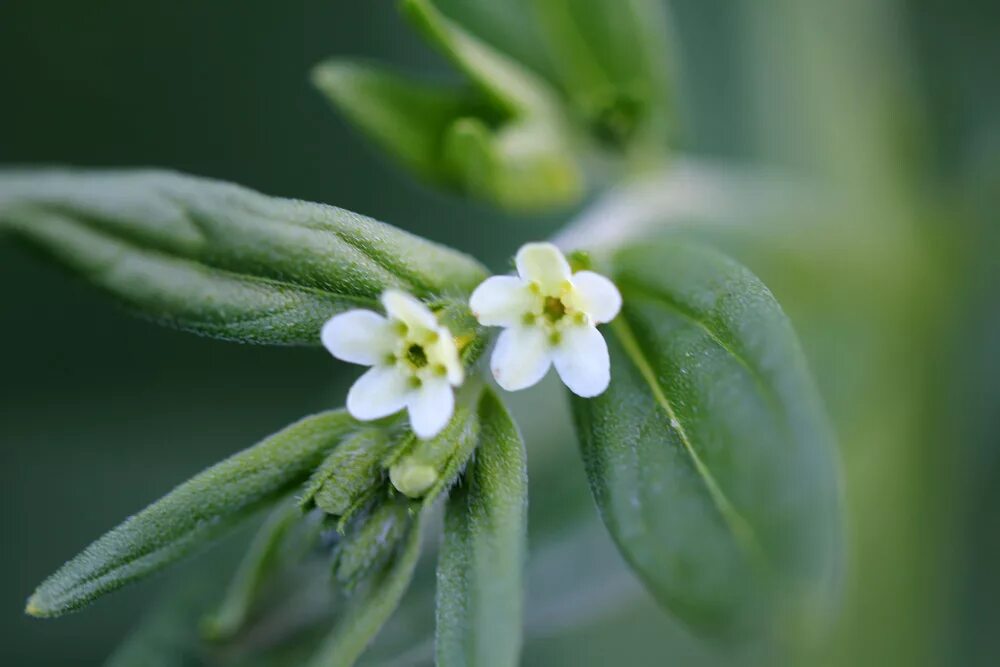 Воробейник. Воробейник краснокорневой. воробейник лекарственный (lithospermum officinale l.). воробейник красный. воробейник краснокорневой голубой.