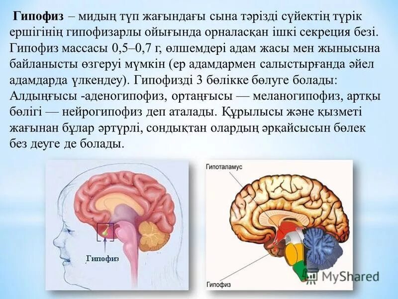 Гипофиз у животных. Гипофиз. Гипофиз презентация. Гипофиз расположение. Гипофиз и его доли.